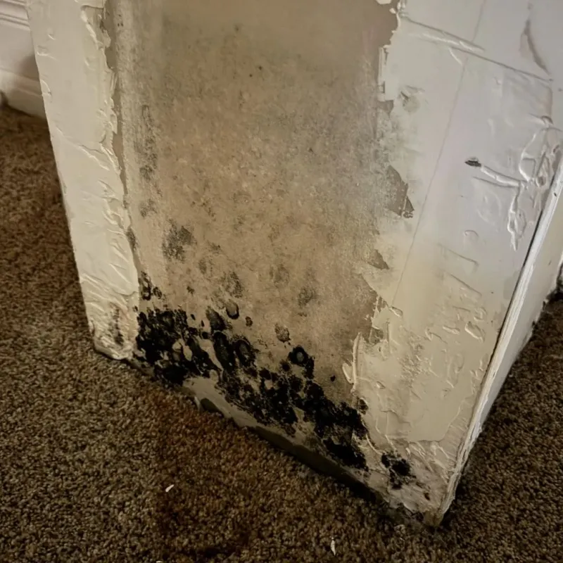 Professional Mold Removal in Paris, TX